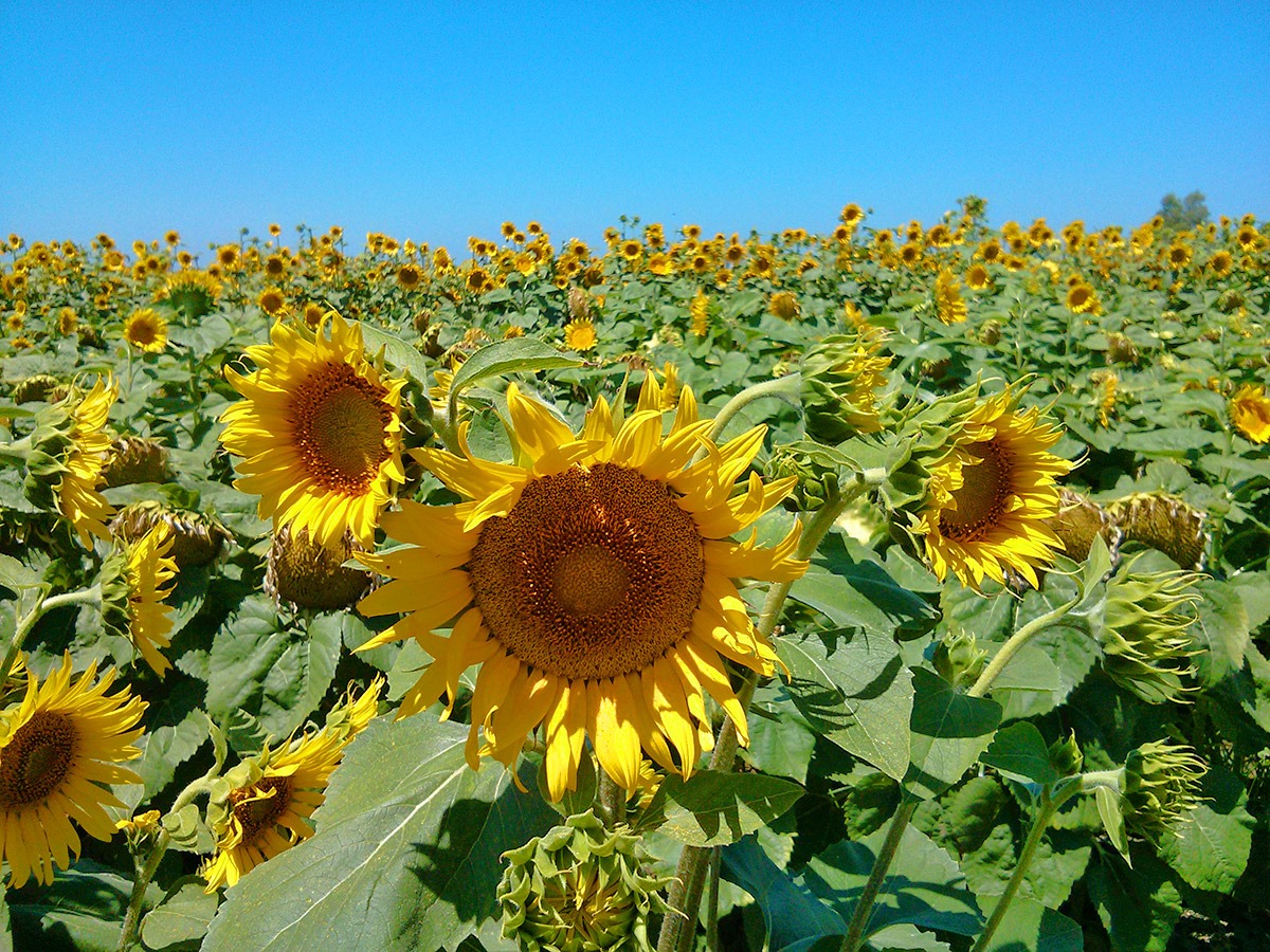 [130706_CR102_sunflowers_11%255B7%255D.jpg]