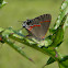 Red-banded hairstreak butterfly