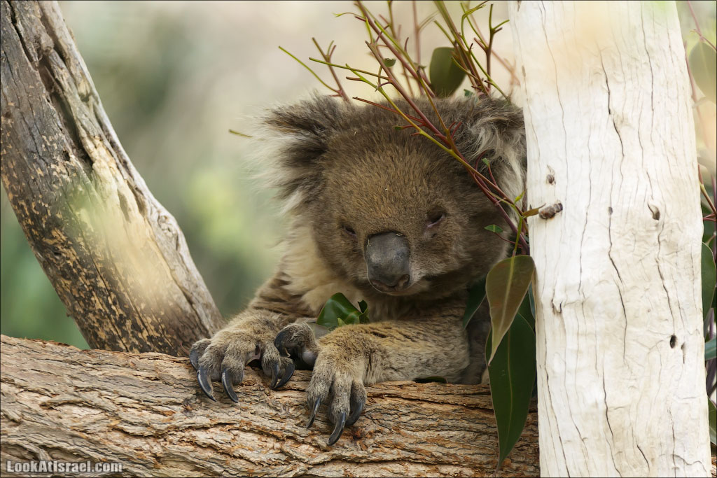Ган Гуру - парк с кенгуру и другими австралийскими животными | Gan Guru | גן גורו | LookAtIsrael.com - Фото путешествия по Израилю