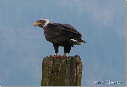 Eagle on a piling
