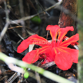 by Shahrul Izzat - Flowers Flowers in the Wild