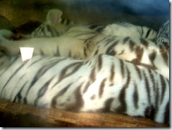 2011.07.26-017 jeunes tigres blancs