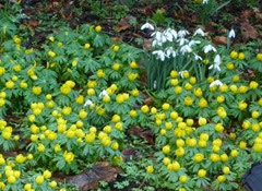 and aconites