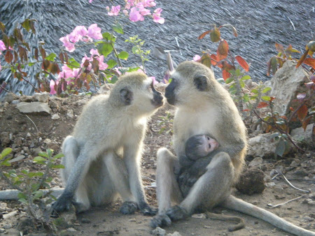 Imagini Kenya: Dragoste de maimuta