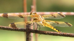 dragonfly barred wings1