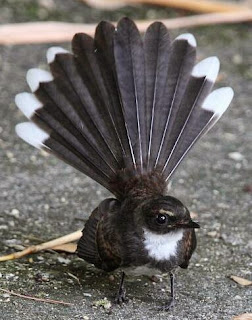 Burung kipasan yang menawan burung sikatan