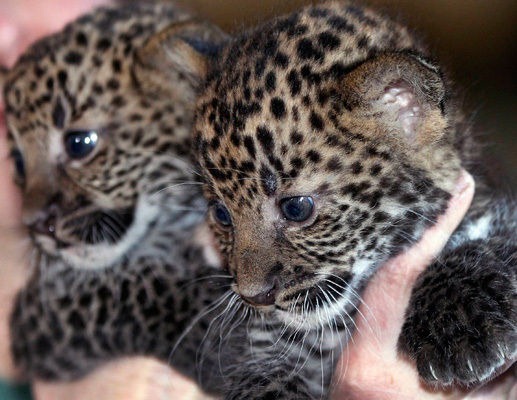 [Leopard%2520cubs%2520are%2520distracted%255B4%255D.jpg]
