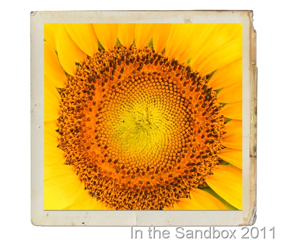 [sunflower%2520macro_with%2520paper%2520frame%255B7%255D.jpg]