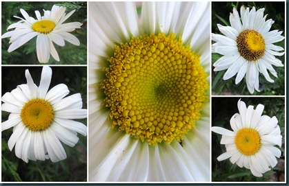 daisy collage 0608