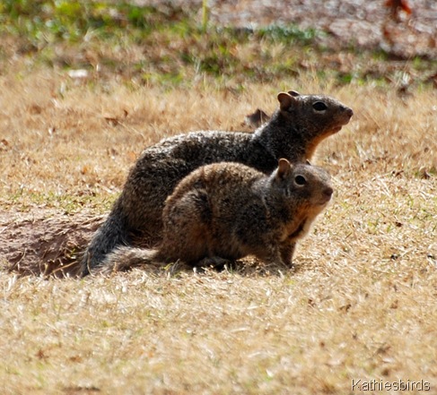 4. rock squirrels-kab