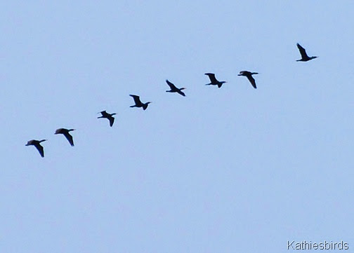 7. cormorants-kab