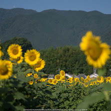 葛城,ひまわり(IMGP0483,645Z,FULL)2014yaotomi_.jpg