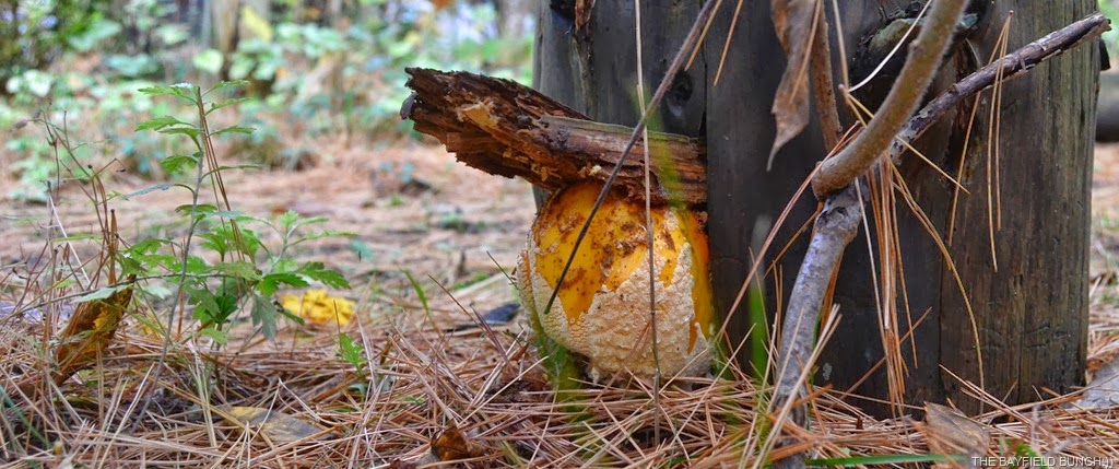 [DSC_0019%255B4%255D.jpg]