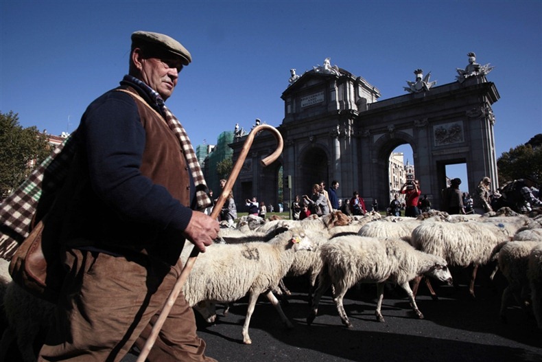 sheep-protest-2011-2