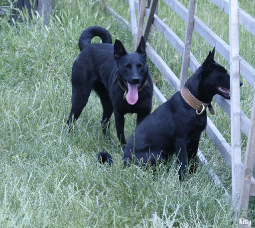 2012Betyartoborzo33Sinka.jpg