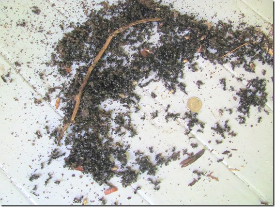 pile of dead ants