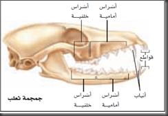 Education Al Madina تجربة 1 3 المقارنة بين أسنان الثدييات