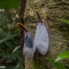 Lantern Fly