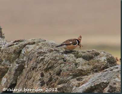 45-stonechat-and-emperor
