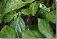 IMG_6457 IMG_6457