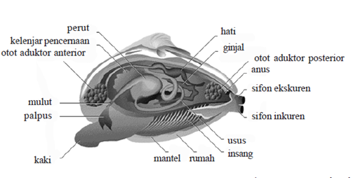 anatomi pelecypoda