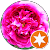 flouserve flouserve