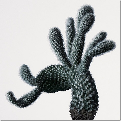 Peter Lippmann -Cactus9