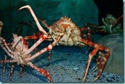 giant_spider_crab
