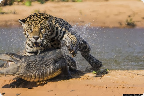 jaguar vs caiman5
