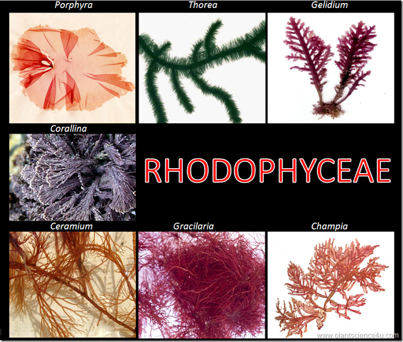 Example of Rhodophyceae