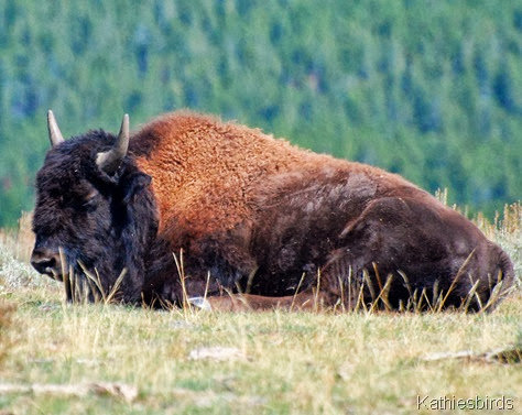 8. bison-kab