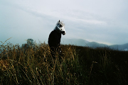 Sparklehorse