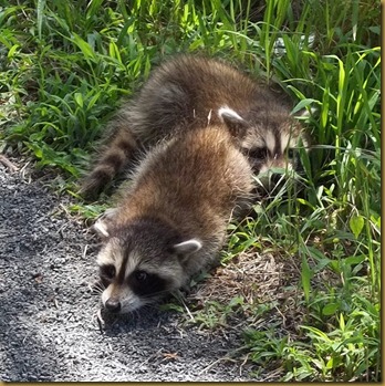 raccoons