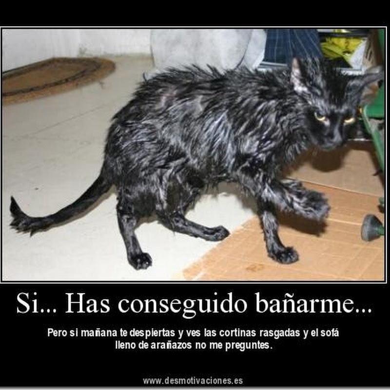 desmotivadores ¿que pasa cuando ruge el león…?