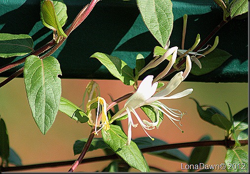 CF_Autumn_Honeysuckle