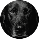 Dylariane R.,AutoDir