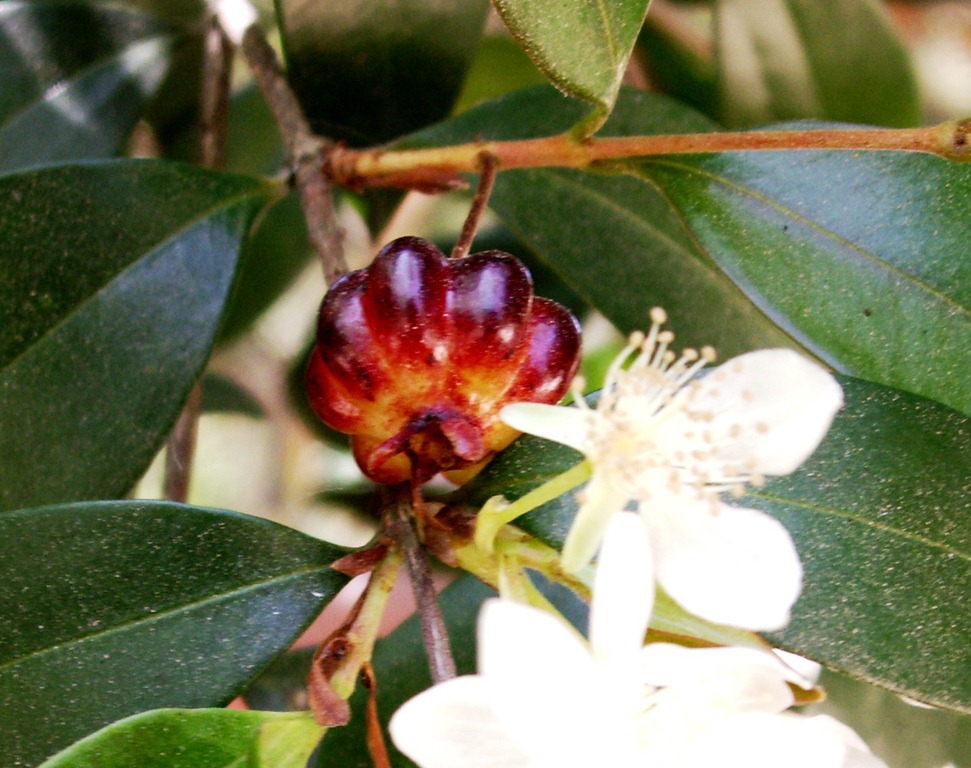 [Eugenia%2520sulcata%2520%25281%2529%255B2%255D.jpg]