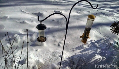 14. bird feeders 2-16-15