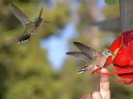 [hummingbird-2%255B3%255D.jpg]