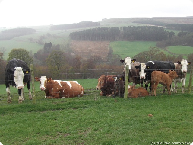 reservoir cows
