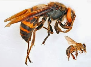 Calabrone gigante e velenoso Cina in confronto ad ape