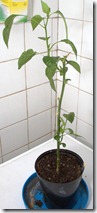numex_big_jim_010412 numex_big_jim_010412