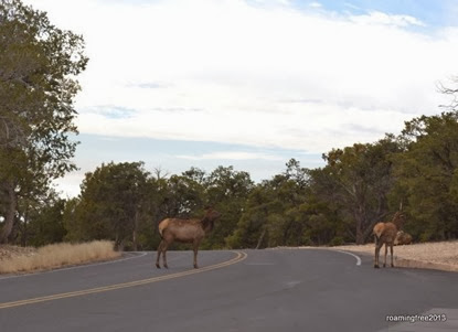 Elk in the road
