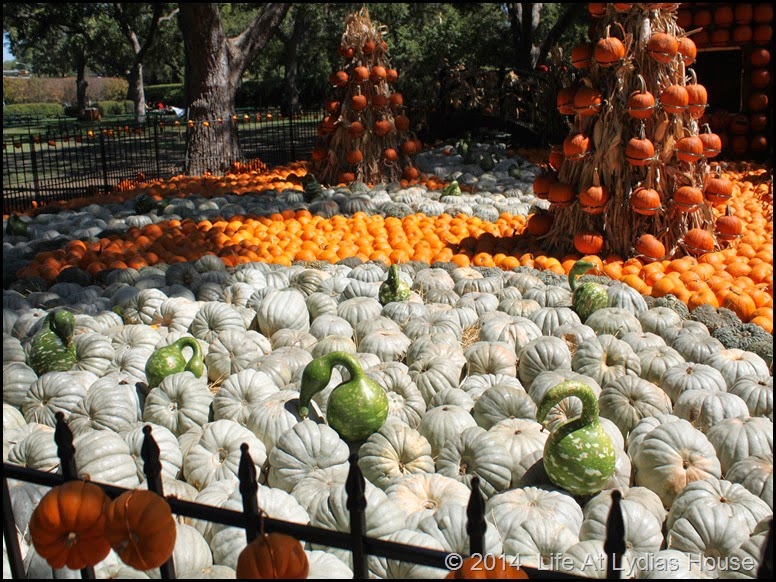 Dallas Arboretum - pumpkin festival-swan lake 2