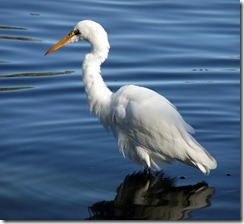 Great Egret best 10-16-2012 9-26-43 AM 2821x2588 Great Egret best 10-16-2012 9-26-43 AM 2821x2588