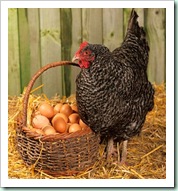Chicken&Eggs