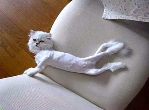 skinny_shaved_cat