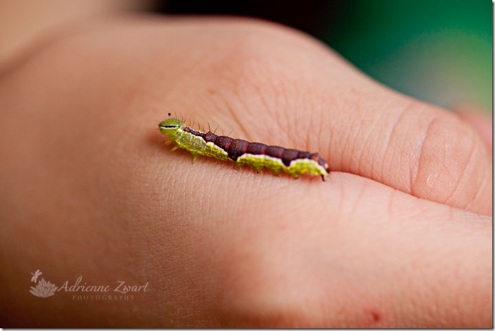 green and red caterpillar