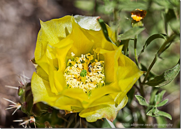 Prickly Pear Cactus Flower yellow Cactus Flower- photo by adrienneinohio.blogspot.com
