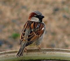 [sparrow4.jpg]